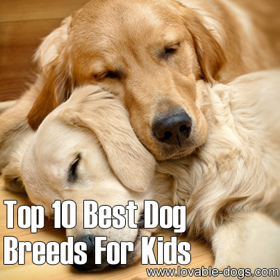 Top 10 Best Dog Breeds For Kids