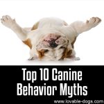 Top 10 Canine Behavior Myths
