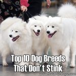 Top 10 Dog Breeds That Don’t Stink