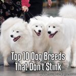 Top 10 Dog Breeds That Don’t Stink