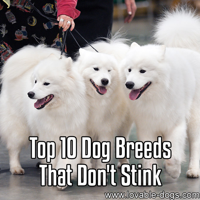 Top 10 Dog Breeds That Don't Stink - WP