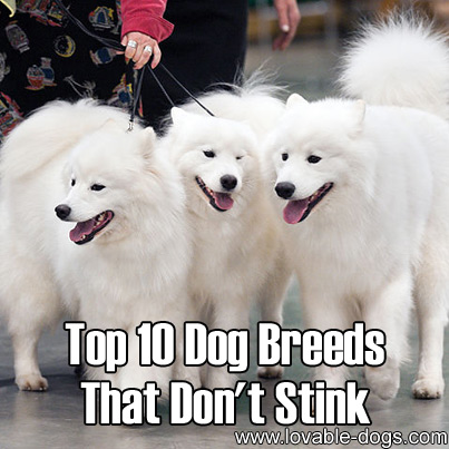 Top 10 Dog Breeds That Don't Stink