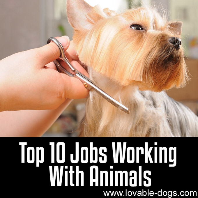 Top 10 Jobs Working With Animals - WP