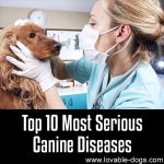Top 10 Most Serious Canine Diseases