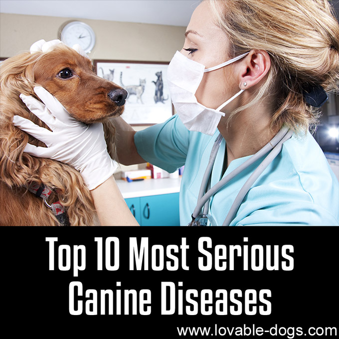 Top 10 Most Serious Canine Diseases - WP