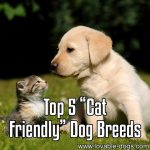 Top 5 Cat-Friendly Dogs