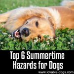 Top 6 Summertime Hazards For Dogs