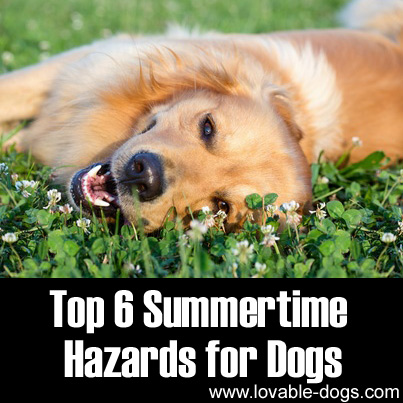 Top 6 Summertime Hazards for Dogs