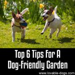 Top 6 Tips For A Dog Friendly Garden