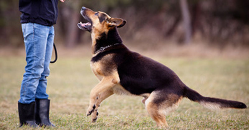 Lovable Dogs Top Ten Dog Training Tips - Lovable Dogs