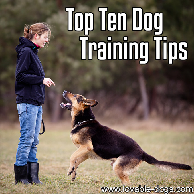 Top Ten Dog Training Tips - WP