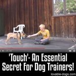 “Touch” – An Essential Secret For Dog Trainers