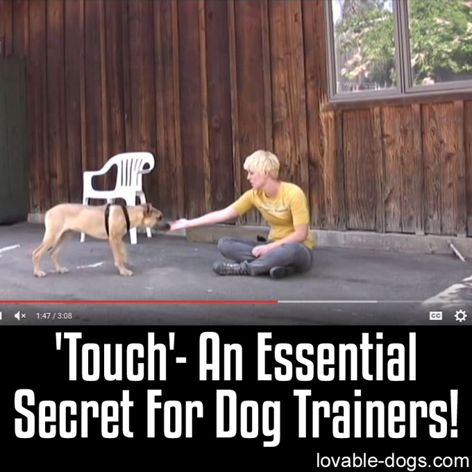 'Touch' - An Essential Secret For Dog Trainers - WP