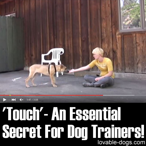 Touch - An Essential Secret For Dog Trainers