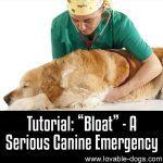 Tutorial: “Bloat” – A Serious Canine Emergency