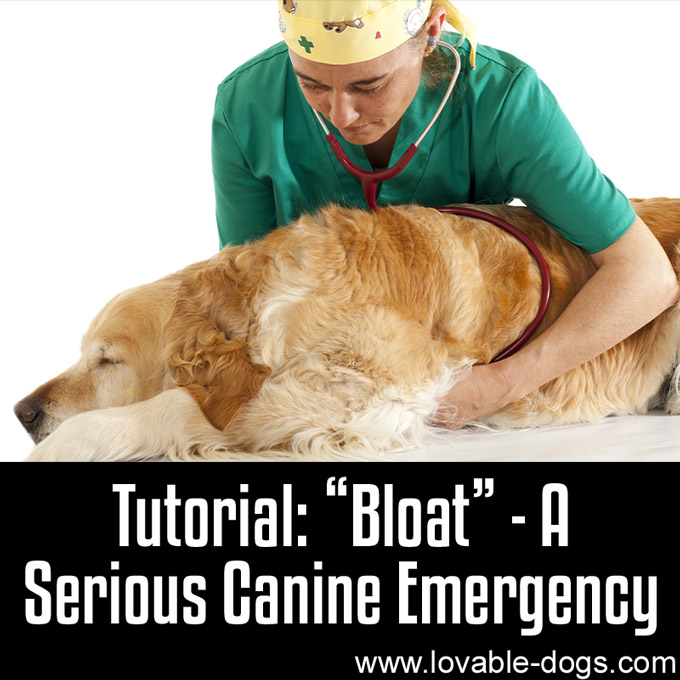 Tutorial - Bloat – A Serious Canine Emergency - WP