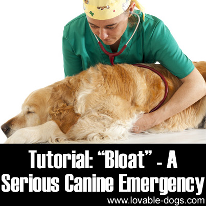 Tutorial - Bloat – A Serious Canine Emergency