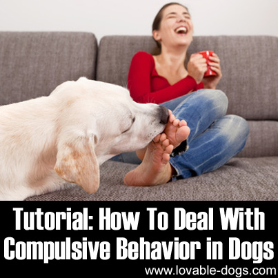 Tutorial - How To Deal With Compulsive Behavior in Dogs