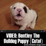 VIDEO: Bentley The Bulldog Puppy (Cute!)