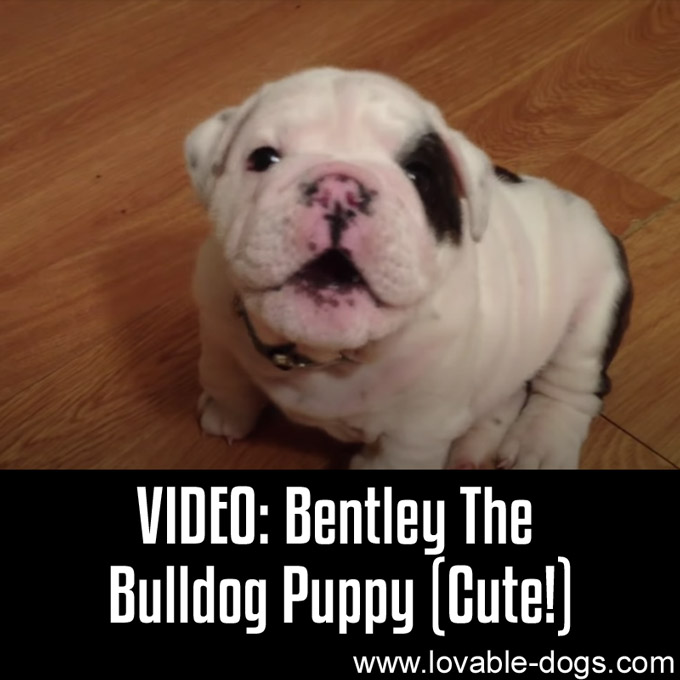 VIDEO- Bentley the Bulldog Puppy (Cute) - WP