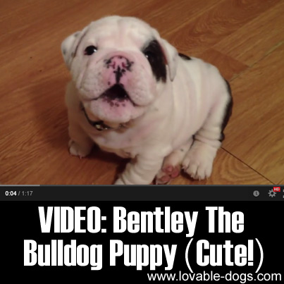 VIDEO- Bentley the Bulldog Puppy (Cute!)