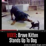 VIDEO: Brave Kitten Stands Up To Dog