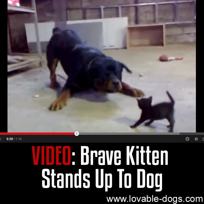 VIDEO - Brave Kitten Stand Up To Dog - WP