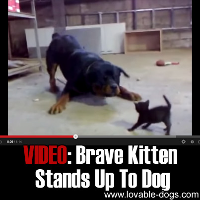 VIDEO - Brave Kitten Stand Up To Dog