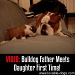 VIDEO: Bulldog Father Meets Daughter First Time