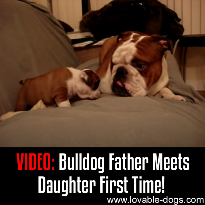 VIDEO - Bulldog Father Meets Daughter First Time - WP