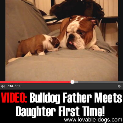 VIDEO - Bulldog Father Meets Daughter First Time