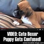 VIDEO: Cute Boxer Puppy Gets Confused