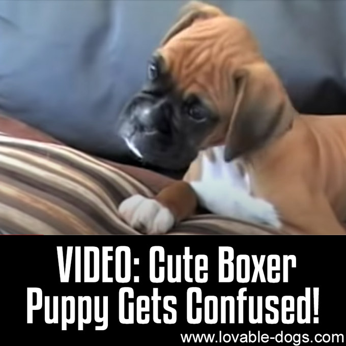 VIDEO- Cute Boxer Puppy Gets Confused - WP