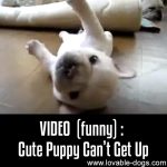 VIDEO: Cute Puppy Can’t Get Up
