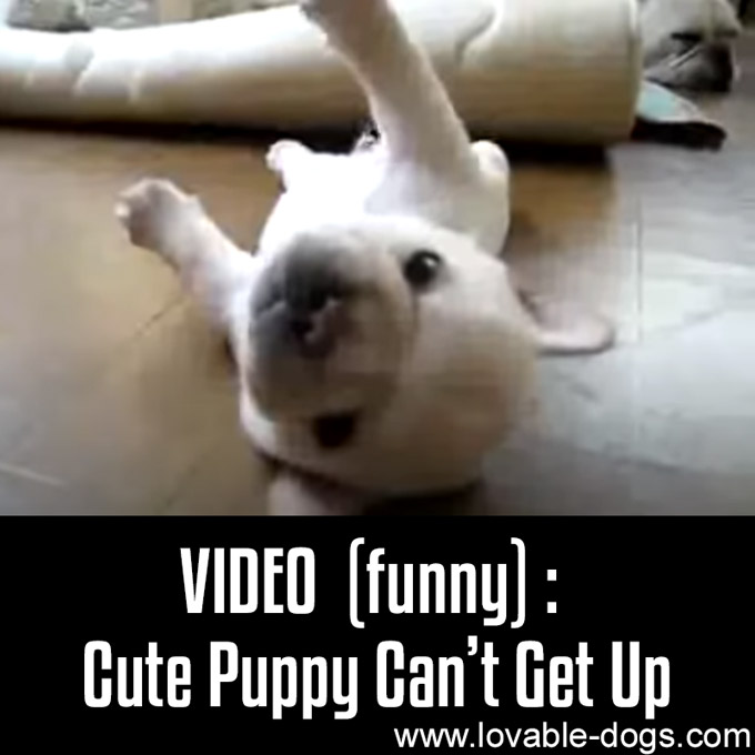 VIDEO- Cute Puppy Can’t Get Up - WP