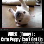 VIDEO: Cute Puppy Can’t Get Up