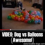 VIDEO: Dog vs Balloons