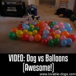 VIDEO: Dog vs Balloons