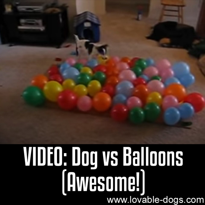 VIDEO - Dog vs Balloons - WP