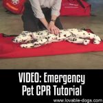 VIDEO: Emergency Pet CPR Tutorial