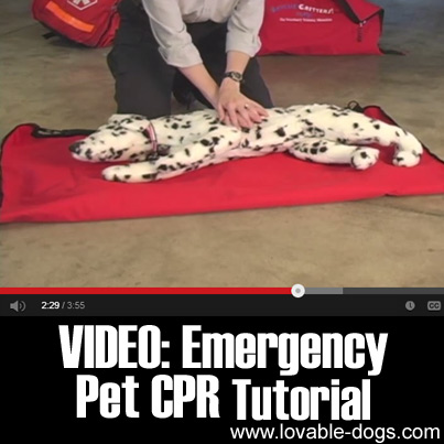 VIDEO- Emergency Pet CPR Tutorial