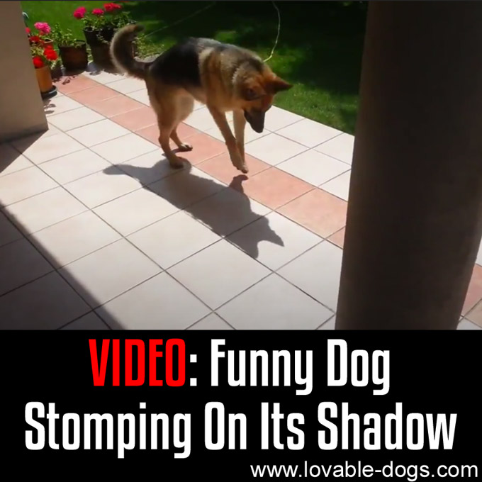 VIDEO - Funny Dog Stomping On Its Shadow - WP