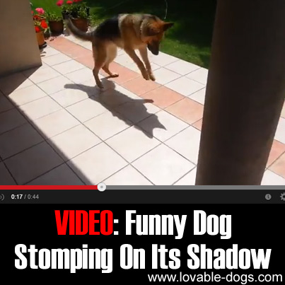 VIDEO - Funny Dog Stomping On Its Shadow