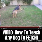 VIDEO: How To Teach Any Dog To FETCH