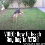 VIDEO: How To Teach Any Dog To FETCH