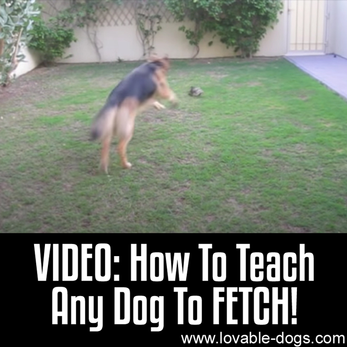 VIDEO- How To Teach Any Dog To FETCH - WP
