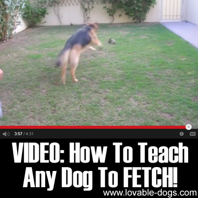 VIDEO- How To Teach Any Dog To FETCH
