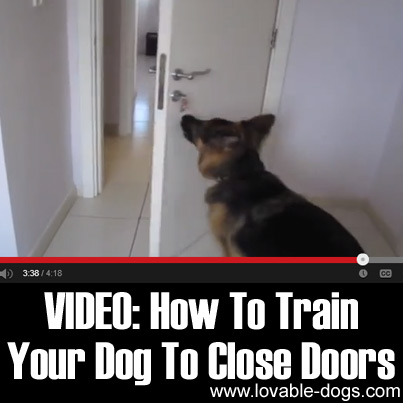 VIDEO - How To Train Your Dog To Close Doors