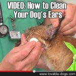 VIDEO: How To Clean Your Dog’s Ears