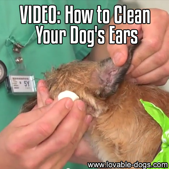 VIDEO - How to Clean Your Dog's Ears - WP